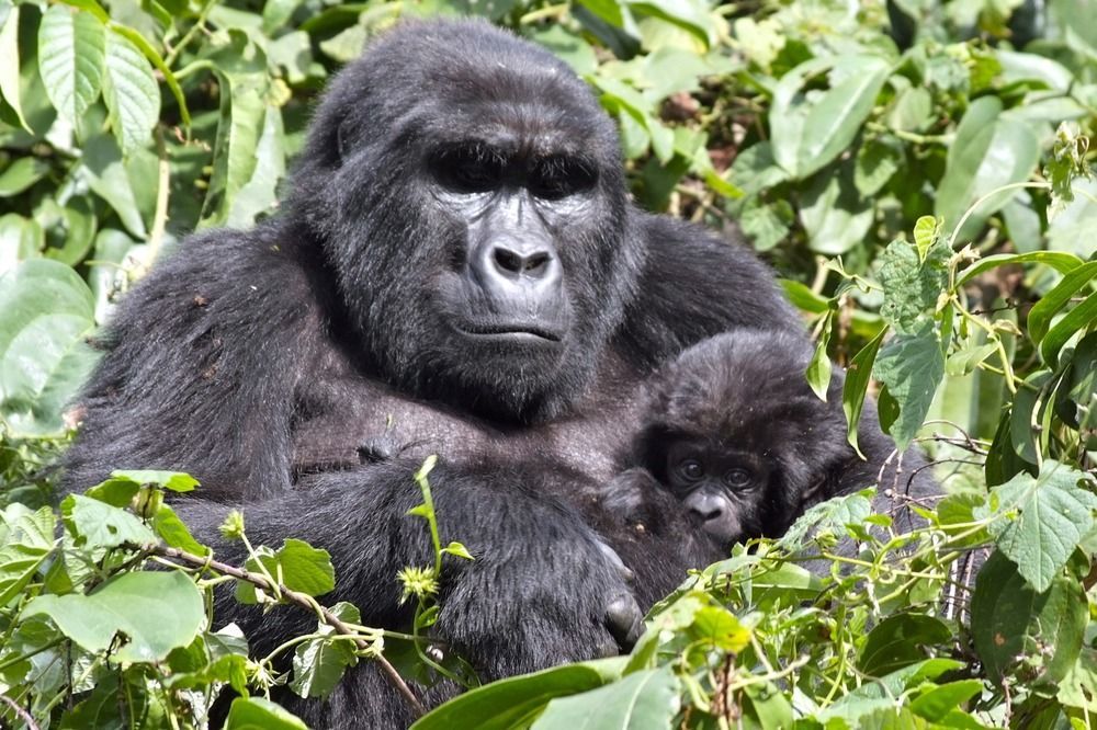 Silverback Lodge Buhoma Eksteriør billede